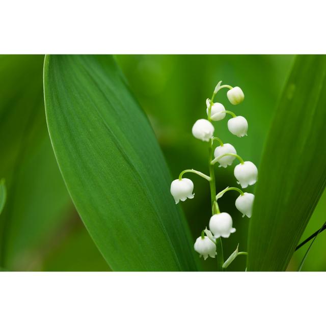 Forest Lilies Of The Valley von Tomch - Leinwanddrucke 17 Stories Größe: 50 cm H x 75 cm B on Productcaster.