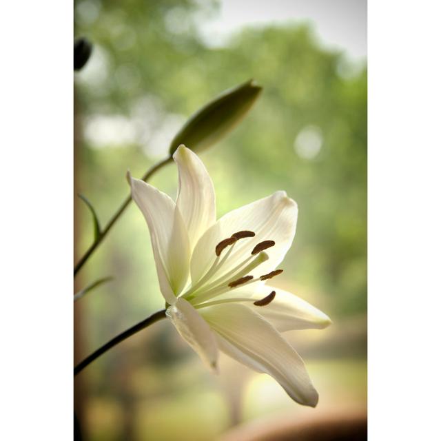 White Lily On Green by Rdegrie - Print 17 Stories Size: 91cm H x 61cm W x 3.8cm D on Productcaster.