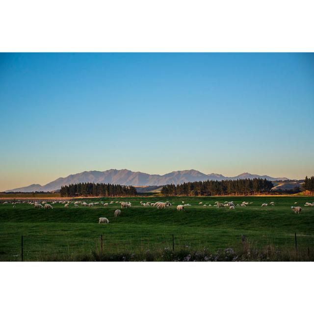 Sheep Farm at Slope Point by Bruce Touron - Wrapped Canvas Photograph Alpen Home Size: 61cm H x 91cm W x 3.8cm D on Productcaster.