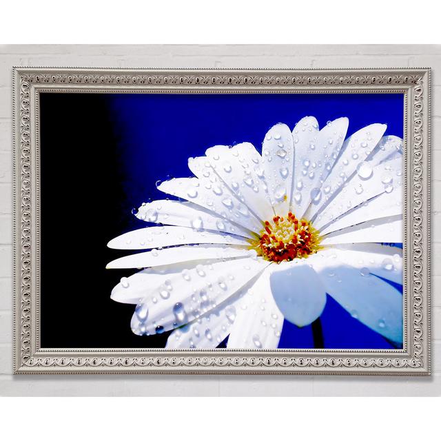 White Daisy Petal Droplet - Single Picture Frame Print Ebern Designs Format: Silver/Black Framed Paper, Size: 84.1cm H x 118.9cm W x 8cm D on Productcaster.