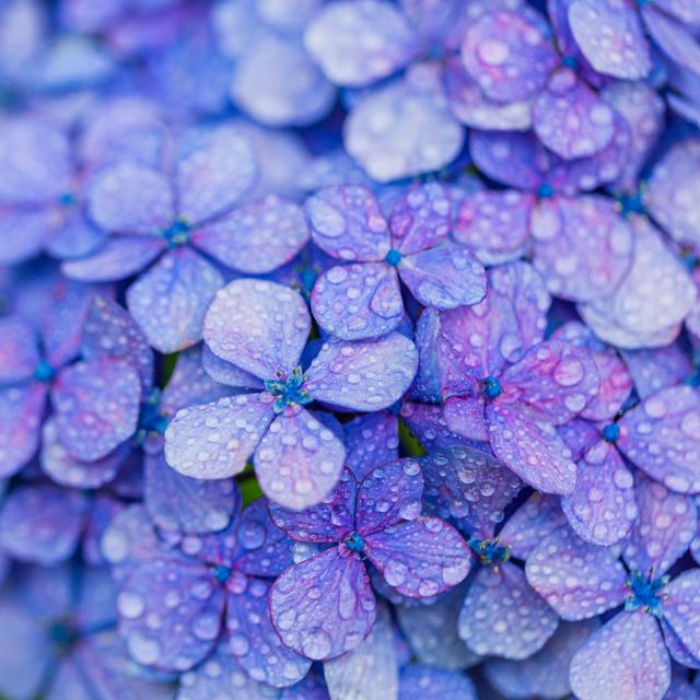 Purple Hydrangea - Wrapped Canvas Art Prints Latitude Vive Size: 51cm H x 76cm W x 3.8cm D on Productcaster.