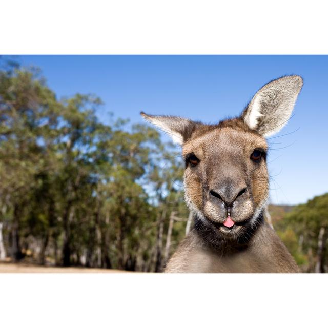 Kangaroo Close Up With Tongue Out by Arjay Photography - Wrapped Canvas Print Union Rustic Size: 81Cm H x 122Cm W on Productcaster.