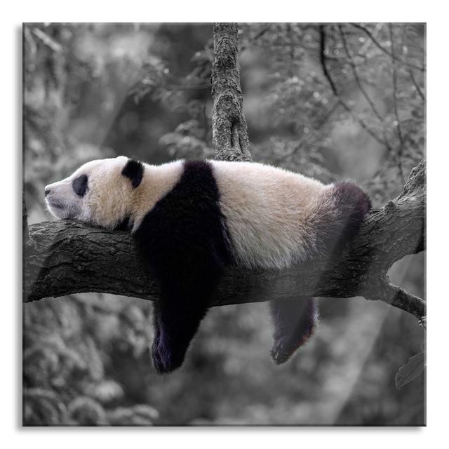 Sleeping Panda On A Tree Trunk - No Frame Print on Glass 17 Stories Size: 60cm H x 60cm W x 0.4cm D on Productcaster.