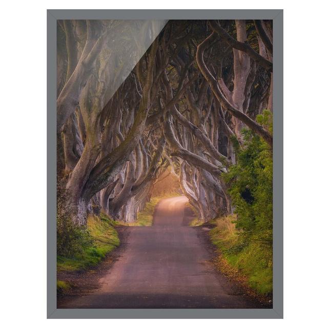 Tunnel from Trees - Picture Frame Graphic Art Alpen Home Frame Option: Grey Framed, Size: 55cm H x 40cm W x 2cm D on Productcaster.