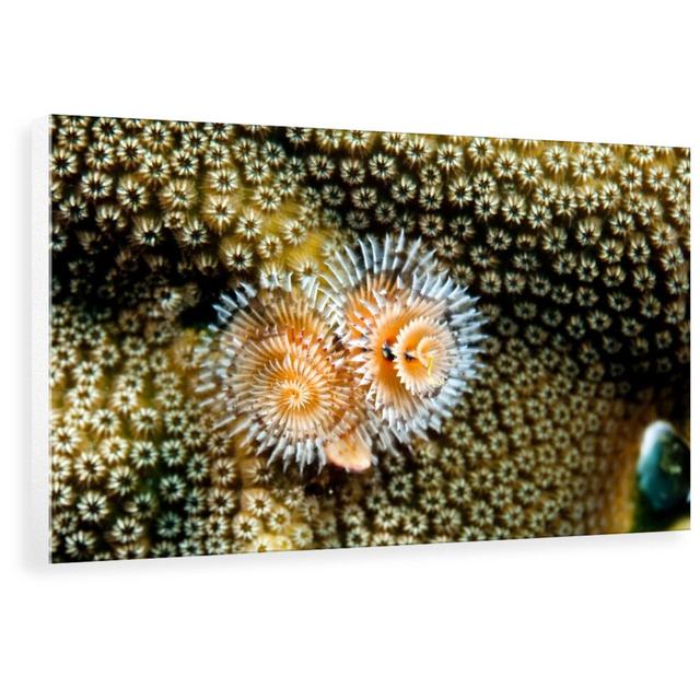 'Coral Polyps on Caribbean Reef, Bonaire' Graphic Art 17 Stories Size: 26.7 cm H x 40 cm W x 3.8 cm D, Format: Wrapped Canvas on Productcaster.