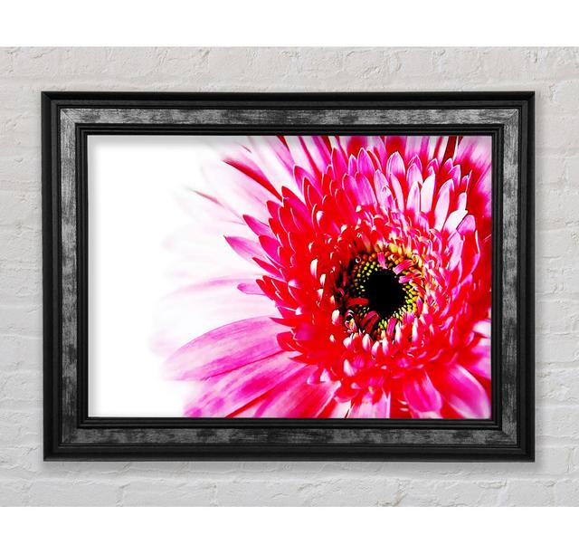 Stunning Pink Gerbera Petals - Single Picture Frame Art Prints Bright Star Size: 84.1cm H x 142.2cm W x 8cm D on Productcaster.