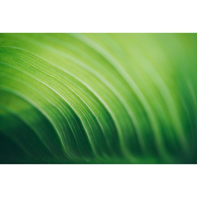 Leaf Surface Macro - Wrapped Canvas Print 17 Stories Size: 20cm H x 30cm W x 3.8cm D on Productcaster.