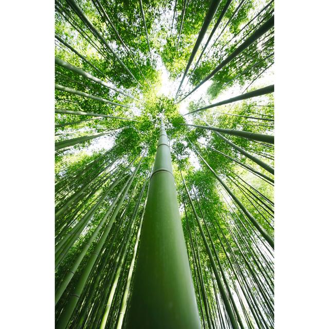 Bamboo Trees by Kokoroyuki - Wrapped Canvas Photograph Bay Isle Home Size: 122cm H x 81cm W on Productcaster.