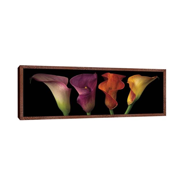 Jewel Calla Lilies by Assaf Frank - Panoramic Gallery-Wrapped Canvas Giclée on Canvas iCanvas Format: Classic Wood Floater Framed, Size: 50.8cm H x 15 on Productcaster.