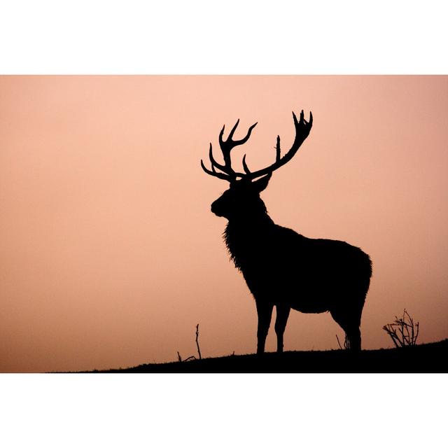 Red Deer 1 - Wrapped Canvas Print Wall Art Production Network Size: 61cm H x 91cm W x 3.8cm D on Productcaster.