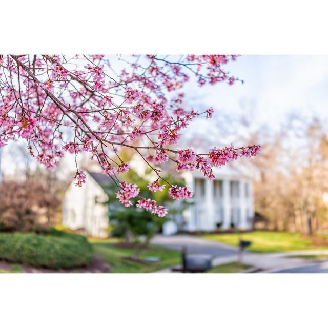 Pink Cherry Blossom Sakura Tree Flowers On Branches In Foreground In Spring In Northern Virginia With Bokeh Blurry Background Of House In Neighborhood on Productcaster.