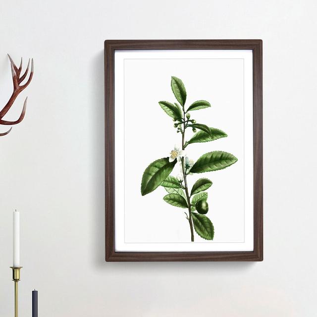 Tea Flowers by Pierre-Joseph Redoute - Picture Frame Art Print East Urban Home Size: 36cm H x 27cm W x 2cm D, Frame Option: Walnut Framed on Productcaster.