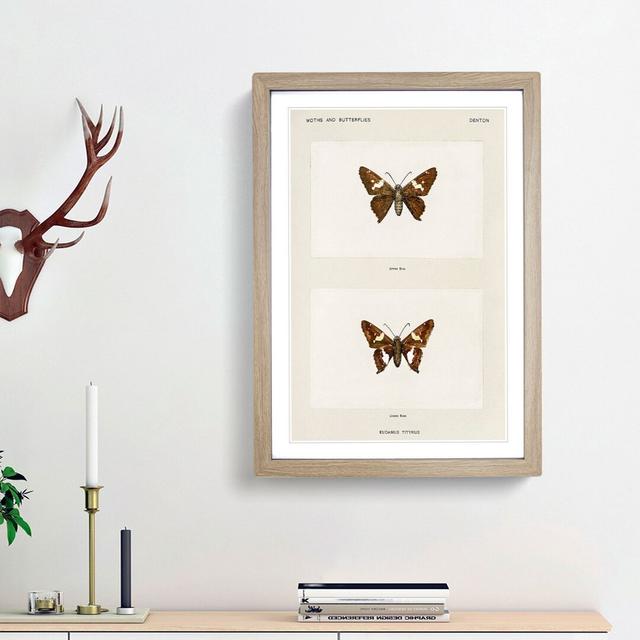 Silver-Spotted Skipper Butterfly by S.F. Denton - Picture Frame Painting Print East Urban Home Frame Option: Oak Framed, Size: 36cm H x 27cm W x 2cm D on Productcaster.