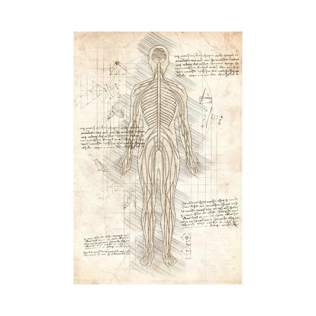 Human Nervous System by Cornel Vlad - Wrapped Canvas Print Rosalind Wheeler Size: 66.04cm H x 45.72cm W x 1.91cm D on Productcaster.