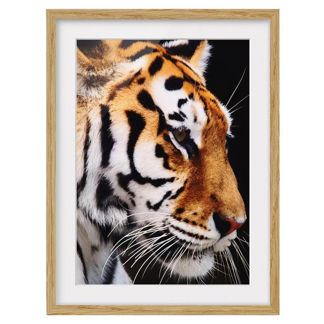 Tiger Beauty - Picture Frame Photograph Print on Paper East Urban Home Frame Options: Natural Oak, Size: 55 cm H x 40 cm W x 2cm D on Productcaster.