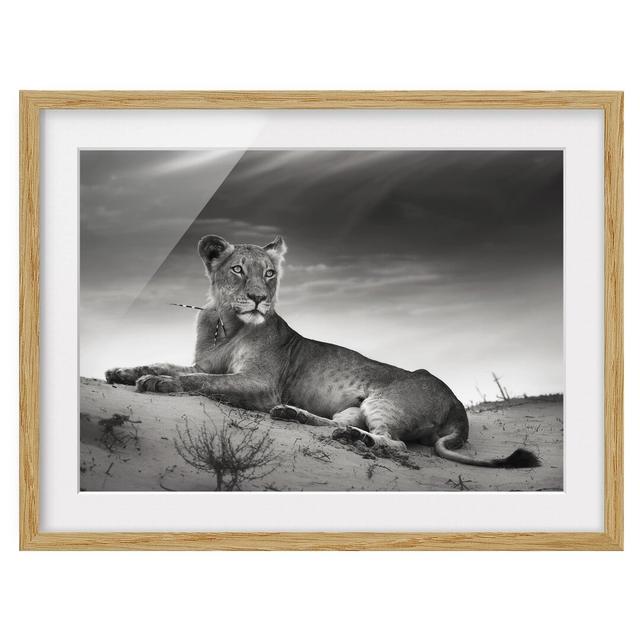 Resting Lion Framed Photographic Art Print East Urban Home Frame Options: Natural oak wood, Size: 40cm H x 55cm W on Productcaster.