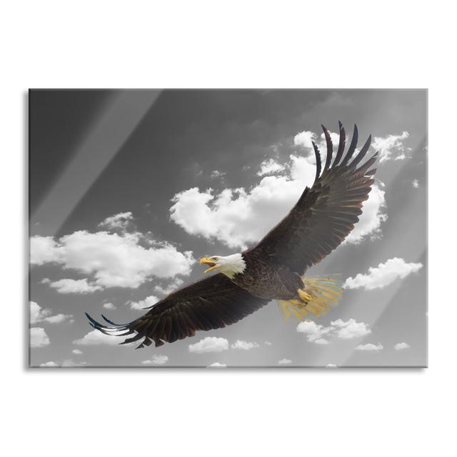 Bald Eagle In Flight - No Frame Print on Glass Union Rustic Size: 70cm H x 100cm W x 0.4cm D on Productcaster.