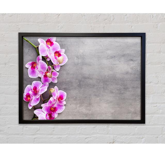 Pink Orchids On Grey Framed Print Bright Star Size: 59.7cm H x 84.1cm W on Productcaster.