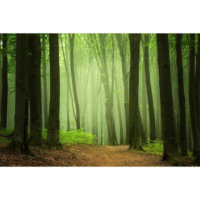 Elegant Foggy Forest by Bonciutoma - Wrapped Canvas Print Alpen Home Size: 30cm H x 46cm W on Productcaster.