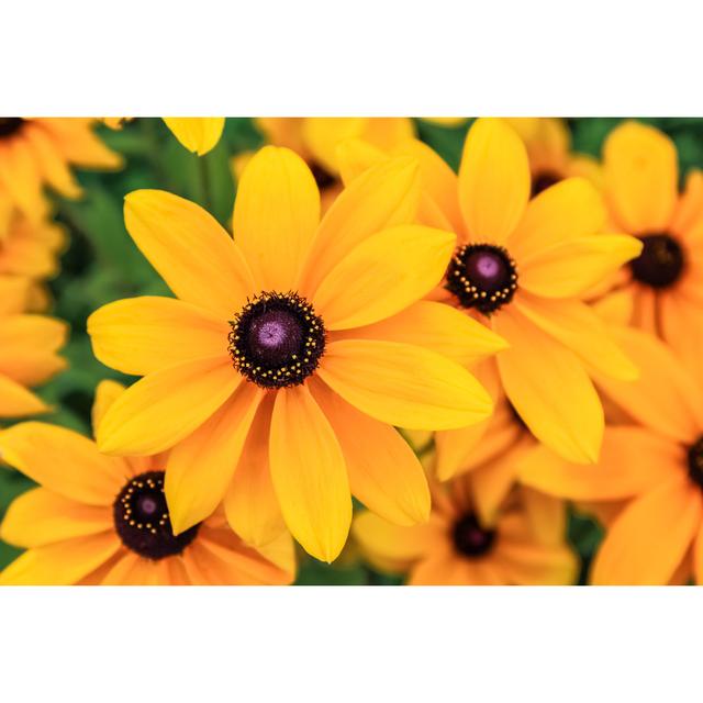 Black Eyed Susan, Rudbeckia Flowers by Nosyrevy - Wrapped Canvas Print Ebern Designs Size: 60.96cm H x 91.44cm W on Productcaster.