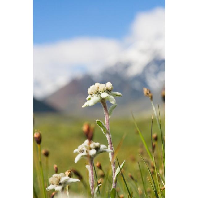 Lawn Which Are Growing Edelweiss by Afhunta - Wrapped Canvas Print Ebern Designs Size: 76cm H x 51cm W x 3.8cm D on Productcaster.