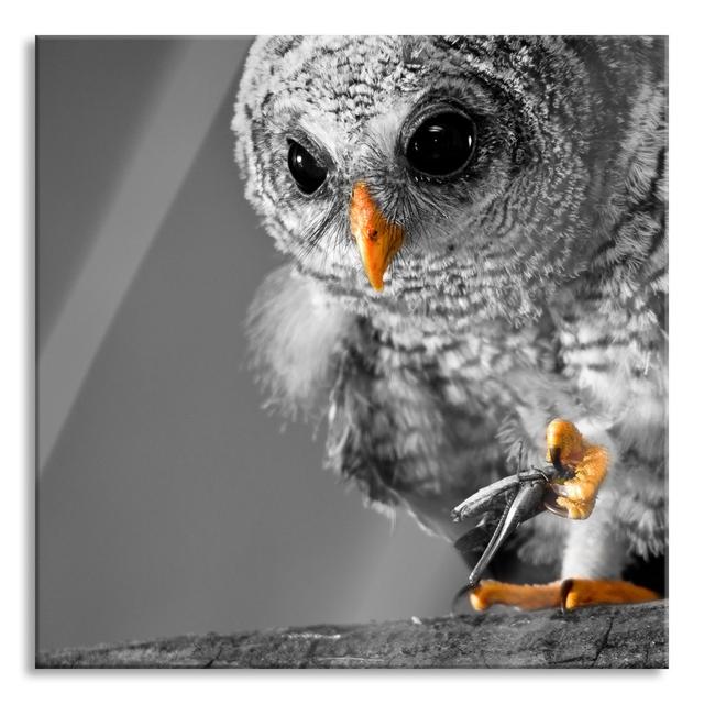 Owl With Cricket In Its Claws - No Frame Print on Glass Union Rustic Size: 60cm H x 60cm W x 0.4cm D on Productcaster.