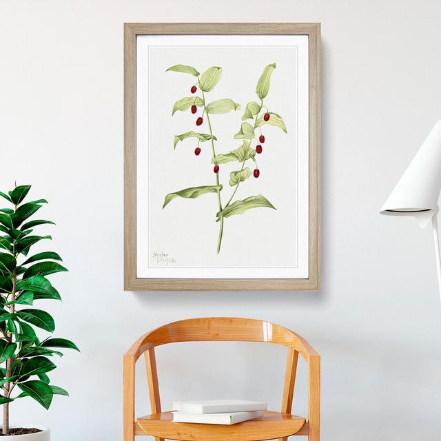 Clasping Twisted Stalk by Mary Vaux Walcott - Picture Frame Graphic Art East Urban Home Size: 65cm H x 48cm W x 2cm D, Frame Option: Oak Framed on Productcaster.