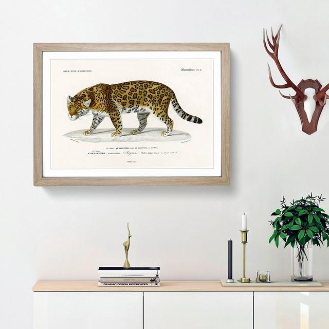 Jaguar by Charles d'Orbigny - Picture Frame Painting Print East Urban Home Frame Option: Oak Framed, Size: 27cm H x 36cm W x 2cm D on Productcaster.