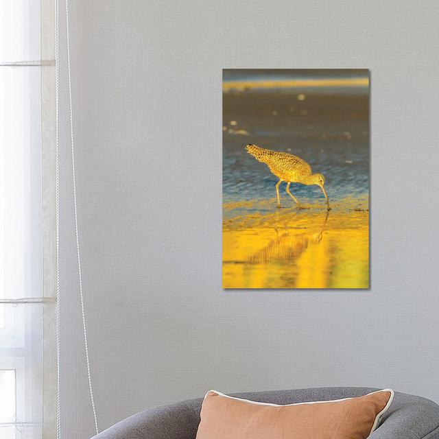 USA, California, San Luis Obispo County. Long-Billed Curlew Feeding at Sunset. by Jaynes Gallery - Wrapped Canvas Photograph Latitude Run Size: 66.04c on Productcaster.