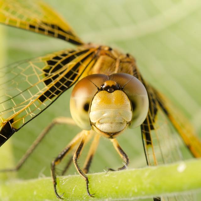 Castanea Dragonfly by Defun - Print Latitude Run Size: 51cm H x 51cm W x 3.8cm D on Productcaster.