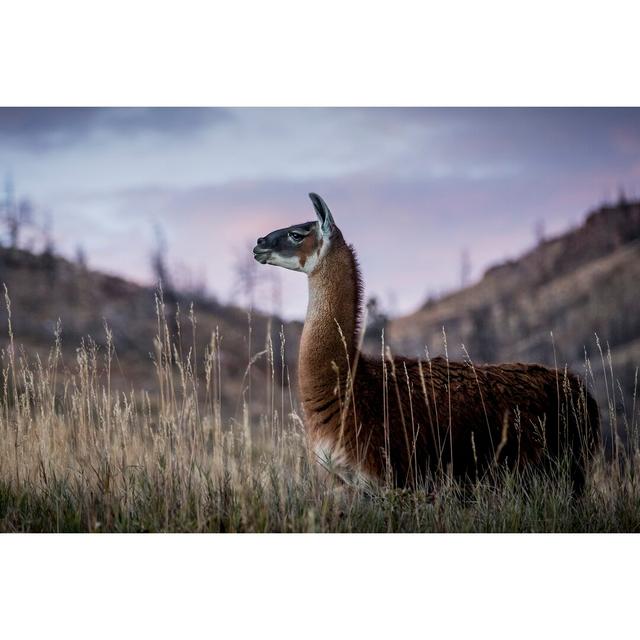 Llama Portrait I by Tyler Stockton - Wrapped Canvas Photograph Ebern Designs Size: 61cm H x 91cm W on Productcaster.