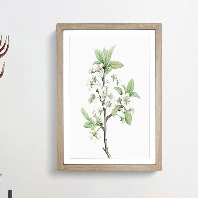 Plum Tree Flowers by Pierre-Joseph Redoute - Picture Frame Painting Print East Urban Home Size: 48cm H x 36cm W x 2cm D, Frame Option: Oak Framed on Productcaster.