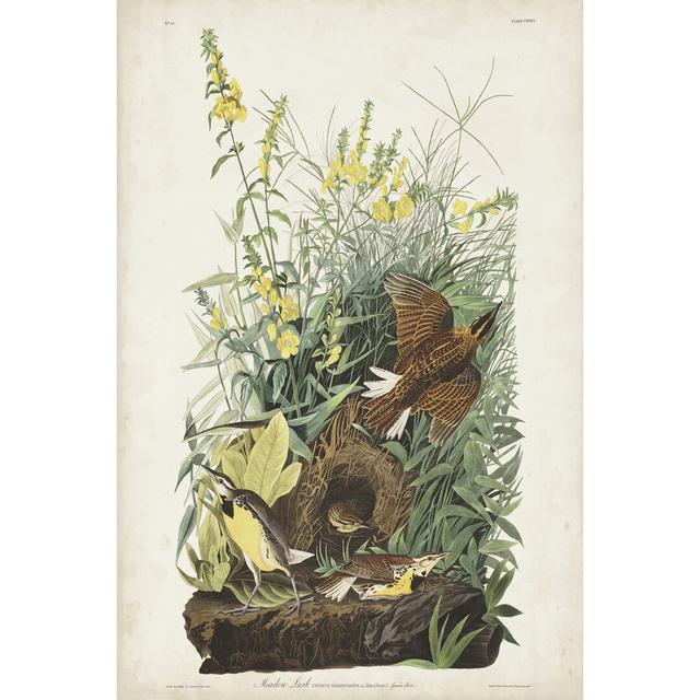 Pl 136 Meadow Lark by John Audubon - Wrapped Canvas Painting Print Marlow Home Co. Size: 122cm H x 81cm W on Productcaster.