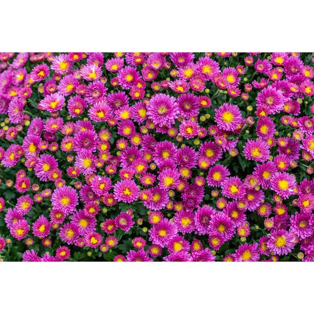 Chrysanthemum Blossom by OlgaKorica - Wrapped Canvas Print 17 Stories Size: 30cm H x 46cm W on Productcaster.