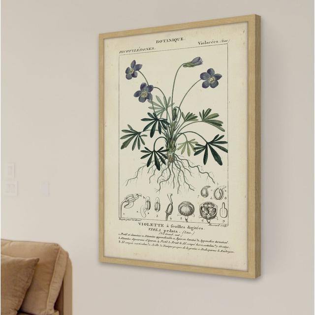 Botanique Study in Lavender IV - Picture Frame Graphic Art Print on Paper East Urban Home Size: 91cm H x 61cm W x 4cm D on Productcaster.