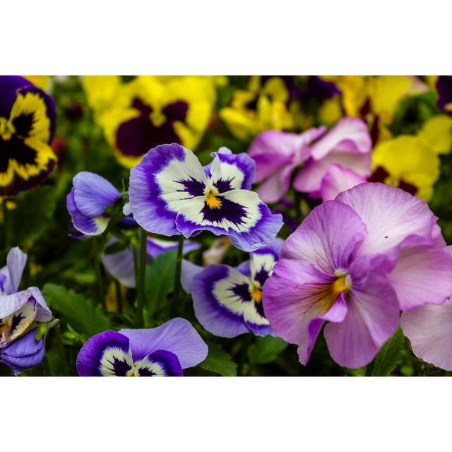 Pansies - Wrapped Canvas Photograph Ebern Designs Size: 51cm H x 76cm W x 3.8cm D on Productcaster.