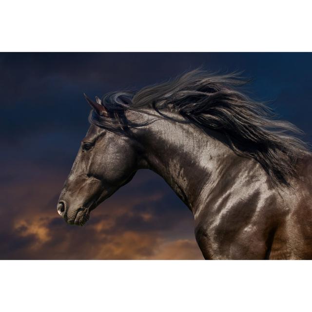 Black Horse In Motion by Callipso - Wrapped Canvas Print Natur Pur Size: 61cm H x 91cm W on Productcaster.