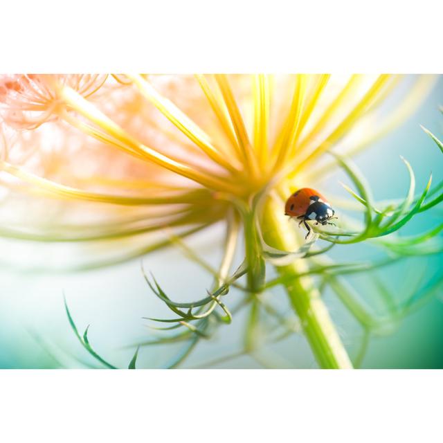 Ladybug Sitting On Top Of Wildflower by Pawel.gaul - Print 17 Stories Size: 20cm H x 30cm W on Productcaster.