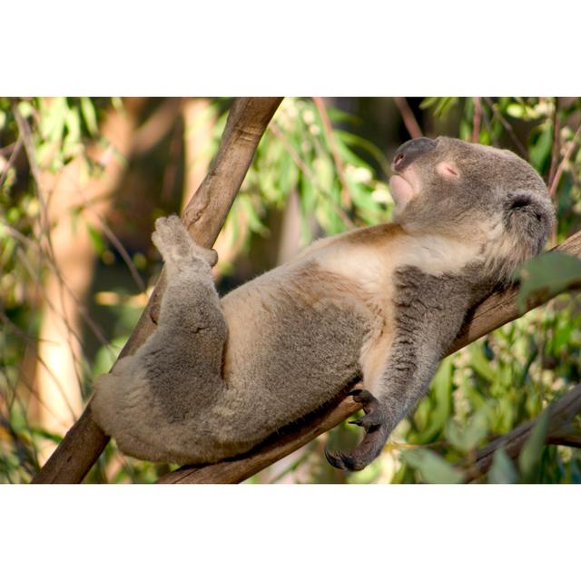 Lazy Koala by Woodstock - Wrapped Canvas Photograph Union Rustic Size: 51Cm H x 76Cm W on Productcaster.