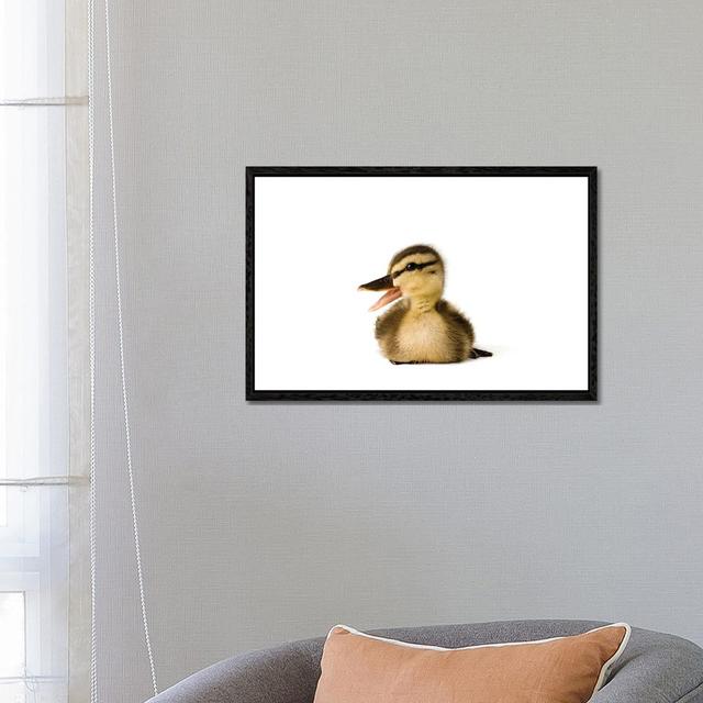 A Mallard Duckling I by Joel Sartore - Gallery-Wrapped Canvas Giclée on Canvas Brambly Cottage Size: 45.72cm H x 66.04cm W x 3.81cm D, Format: Black F on Productcaster.