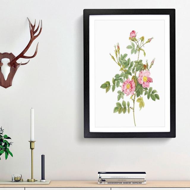 Sweet Briar Roses in Pink by Pierre-Joseph Redoute - Picture Frame Art Prints on MDF East Urban Home Frame Option: Black Framed, Size: 36cm H x 27cm W on Productcaster.