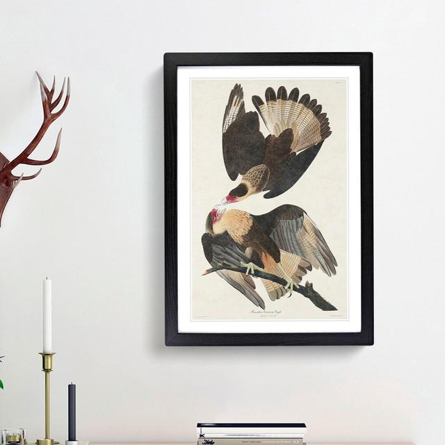 Brazilian Caracara Eagle by John Audubon - Picture Frame Painting Print East Urban Home Frame Option: Black Framed, Size: 65cm H x 48cm W x 2cm D on Productcaster.