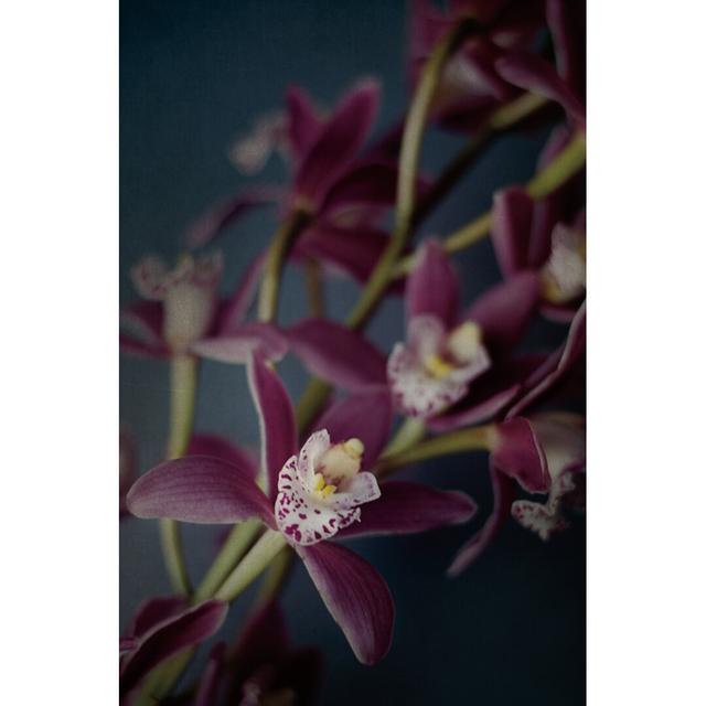 Dark Orchid III by Elizabeth Urquhart - Wrapped Canvas Painting Ebern Designs Size: 30cm H x 20cm W on Productcaster.