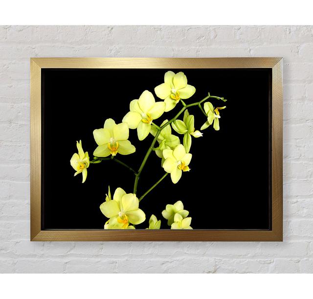 Yellow Star Flowers On Black - Single Picture Frame Print Brayden Studio Size: 100cm H x 141.4cm W x 3.4cm D, Format: Gold Framed Paper on Productcaster.