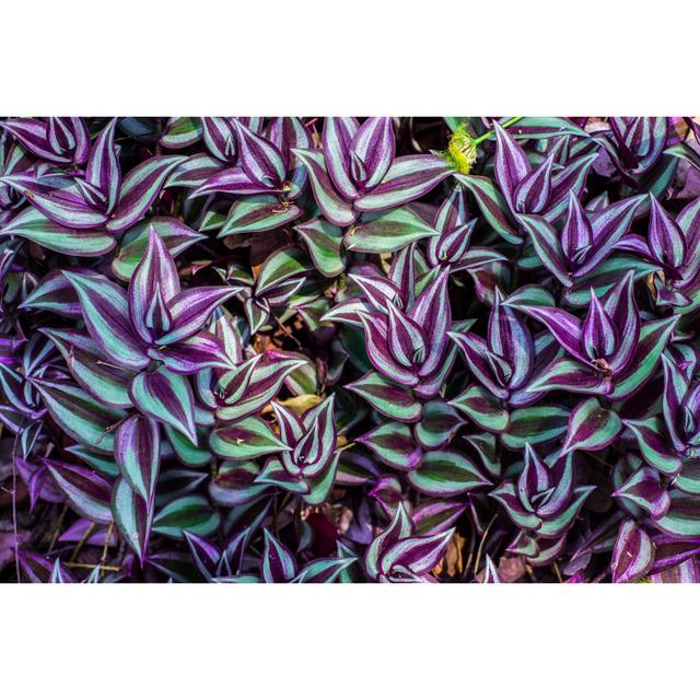 Tradescantia Zebrina by Khlongwangchao - Wrapped Canvas Print 17 Stories Size: 81cm H x 122cm W on Productcaster.