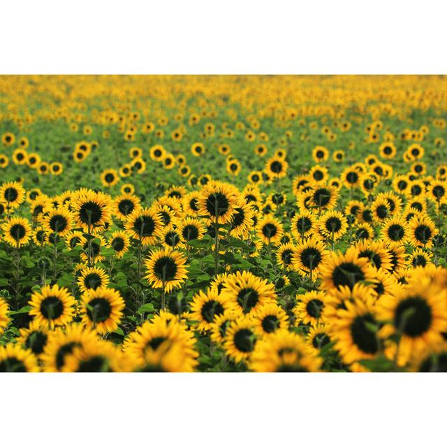 Hollenberg Beautiful Sunflower in the Field - Wrapped Canvas Photograph Brambly Cottage Size: 20cm H x 30cm W x 3.8cm D on Productcaster.