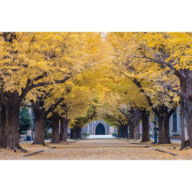 Autumn Gingkoes Trees - Wrapped Canvas Photograph ClassicLiving Size: 81cm H x 122cm W on Productcaster.