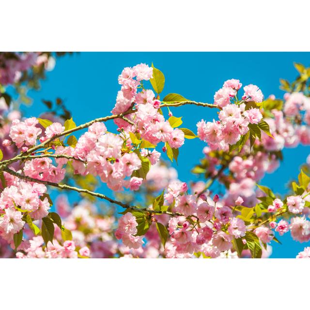 Apple Tree in Bloom - Wrapped Canvas Art Prints 17 Stories Size: 51cm H x 76cm W x 3.8cm D on Productcaster.