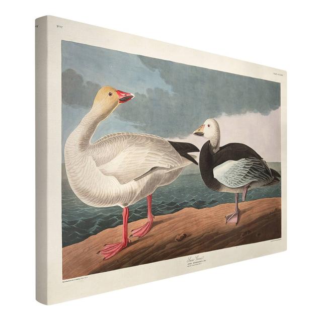 Snow Goose - Wrapped Canvas Painting Highland Dunes Size: 40cm H x 60cm W on Productcaster.