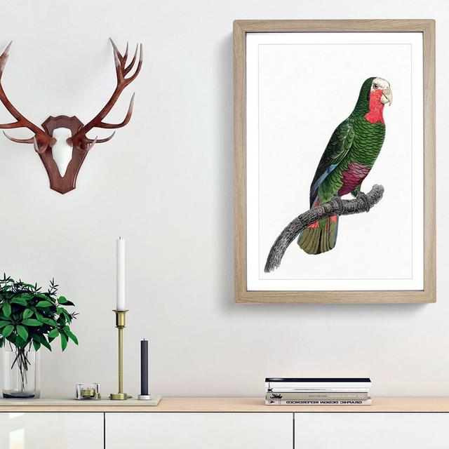 A Cuban Parrot by F. Levaillant - Picture Frame Painting Print on Paper East Urban Home Size: 33cm H x 24cm W x 2cm D, Frame Option: Oak Framed on Productcaster.